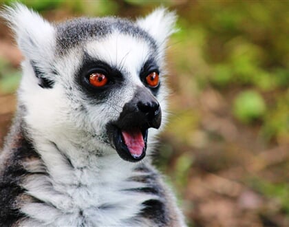 Lemur Kata