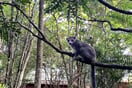 Lemur korunkatý