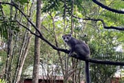 Lemur korunkatý