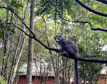 Lemur korunkatý