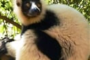 Lemur vari 01