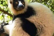 Lemur vari 01
