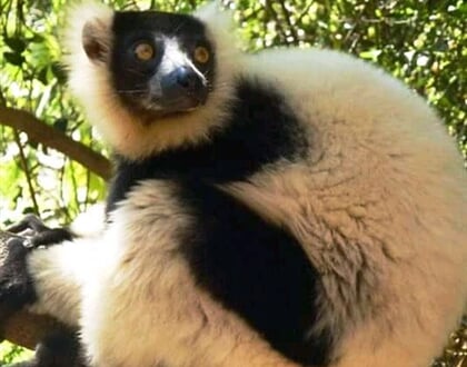 Lemur vari 01