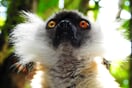Sifaka Deckenův