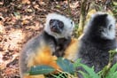 Sifaka