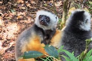 Sifaka