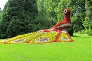 Mainau 016