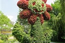 Mainau 02