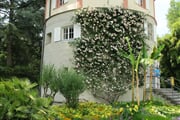 Mainau 04
