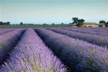 Francie - Provence, Vůně Levandule