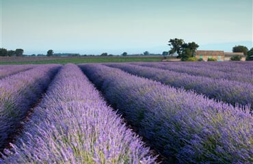Francie - Provence, Vůně Levandule