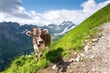 Berggasthaus_iStock-2206876055