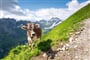 Berggasthaus_iStock-2206876055