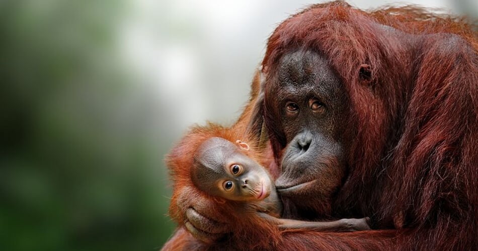 Foto - To nejlepší z Bornea + PŘÍRODNÍ REZERVACE ORANGUTANŮ + OSTROV MANTANANI