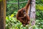 Foto - To nejlepší z Bornea + PŘÍRODNÍ REZERVACE ORANGUTANŮ + OSTROV MANTANANI