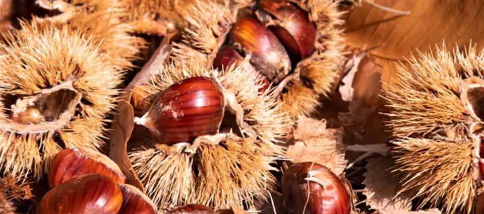 Snímek obrazovky 2025 10 20 095041 (1074×475) Snímek obrazovky 2025 10 20 095041