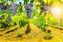 Z Kapského Města do Victoria Falls