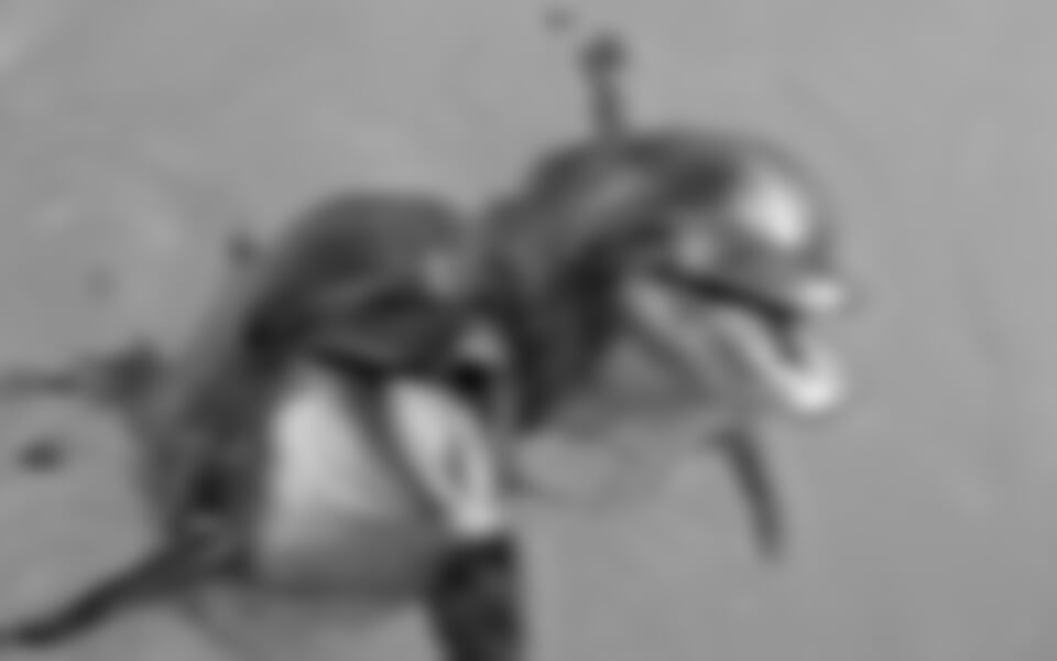 Město Norimberk a ZOO s delfináriem