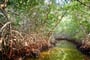 iStock-1198862750_MANGROVES OF LA BOQUILLA