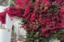 Ischie, Bougainvillie
