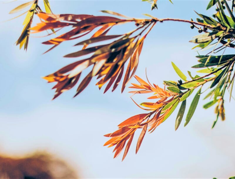 pexels nubikini 385976