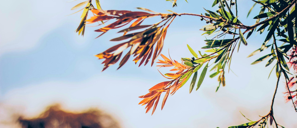 pexels nubikini 385976