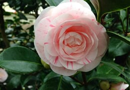 Dráždany - Orchideje a kamélie, Drážďany a zámek Zuschendorf