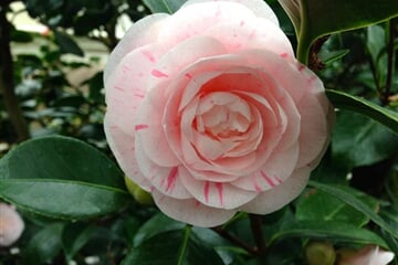 Dráždany - Orchideje a kamélie, Drážďany a zámek Zuschendorf