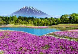 To nejlepší z Japonska + KVĚTINOVÝ FESTIVAL U HORY FUDŽI