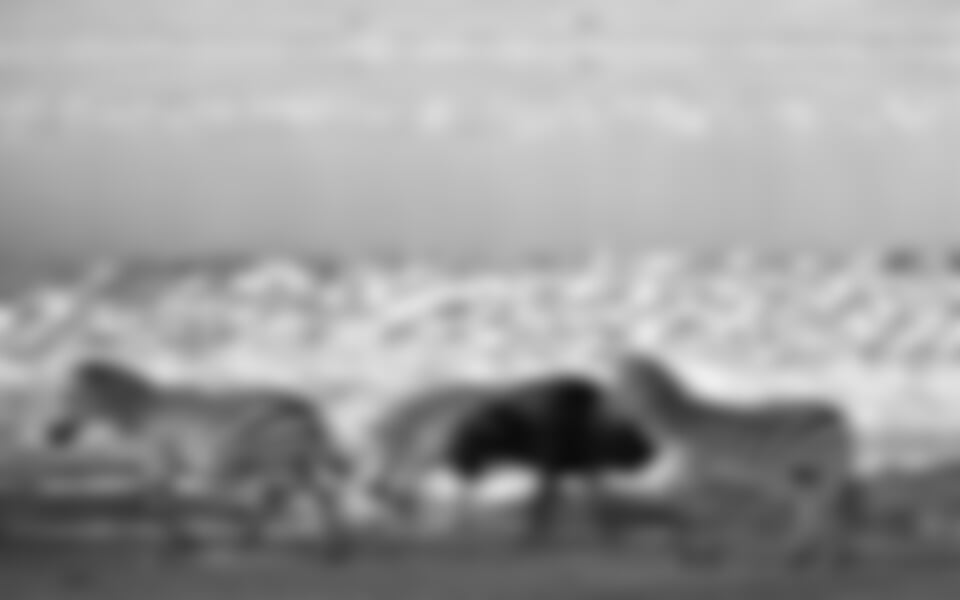 Keňa - volání divočiny s českým průvodcem