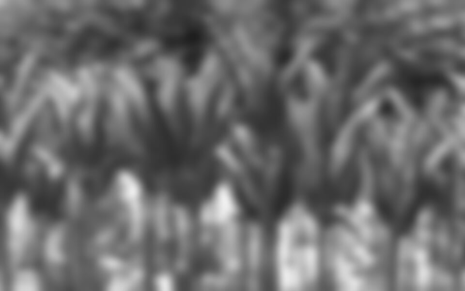 Holandsko - Země Tulipánů