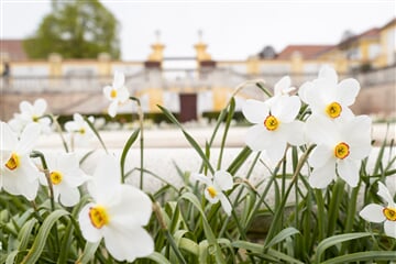 Ostermarkt Schloss Hof 121 Zsolt MARTON PRINT