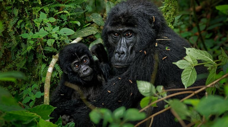 Foto - To nejlepší z Ugandy + HORSKÉ GORILY A ŠIMPANZI + SAFARI V NÁRODNÍCH PARCÍCH