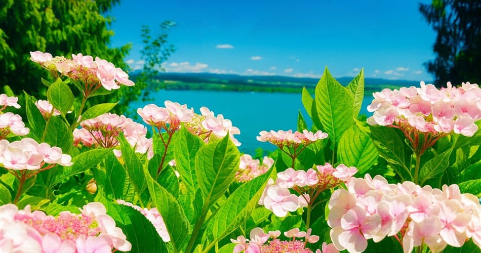 Bodamské jezero - ostrov Mainau