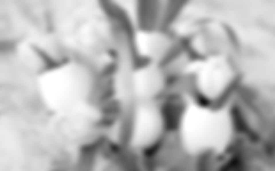 Velikonoce - Ribno Alpine Hotel, Bled