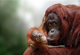 To nejlepší z Bornea + PŘÍRODNÍ REZERVACE ORANGUTANŮ + OSTROV MANTANANI