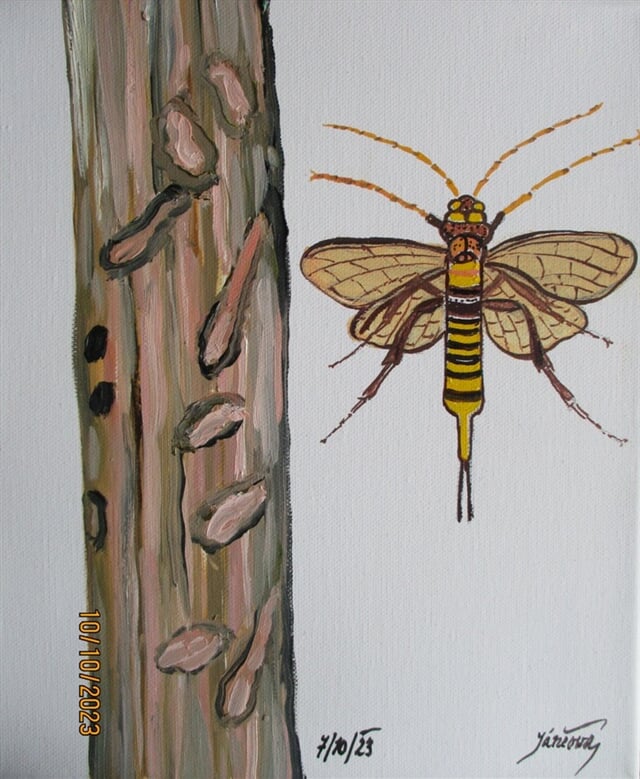 Pilořitka, škůdce - Statná vosa