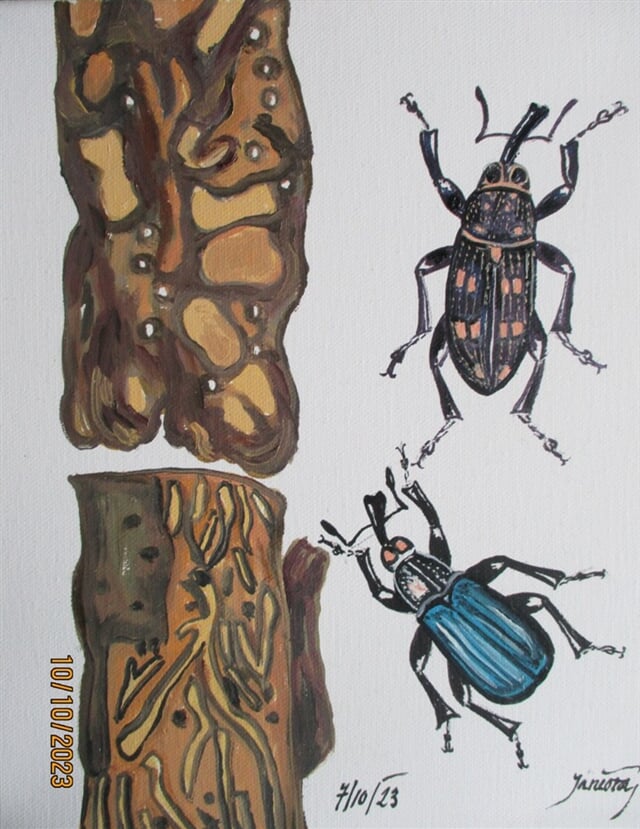 Smolák smrkový, Křovák smrkový, škůdci