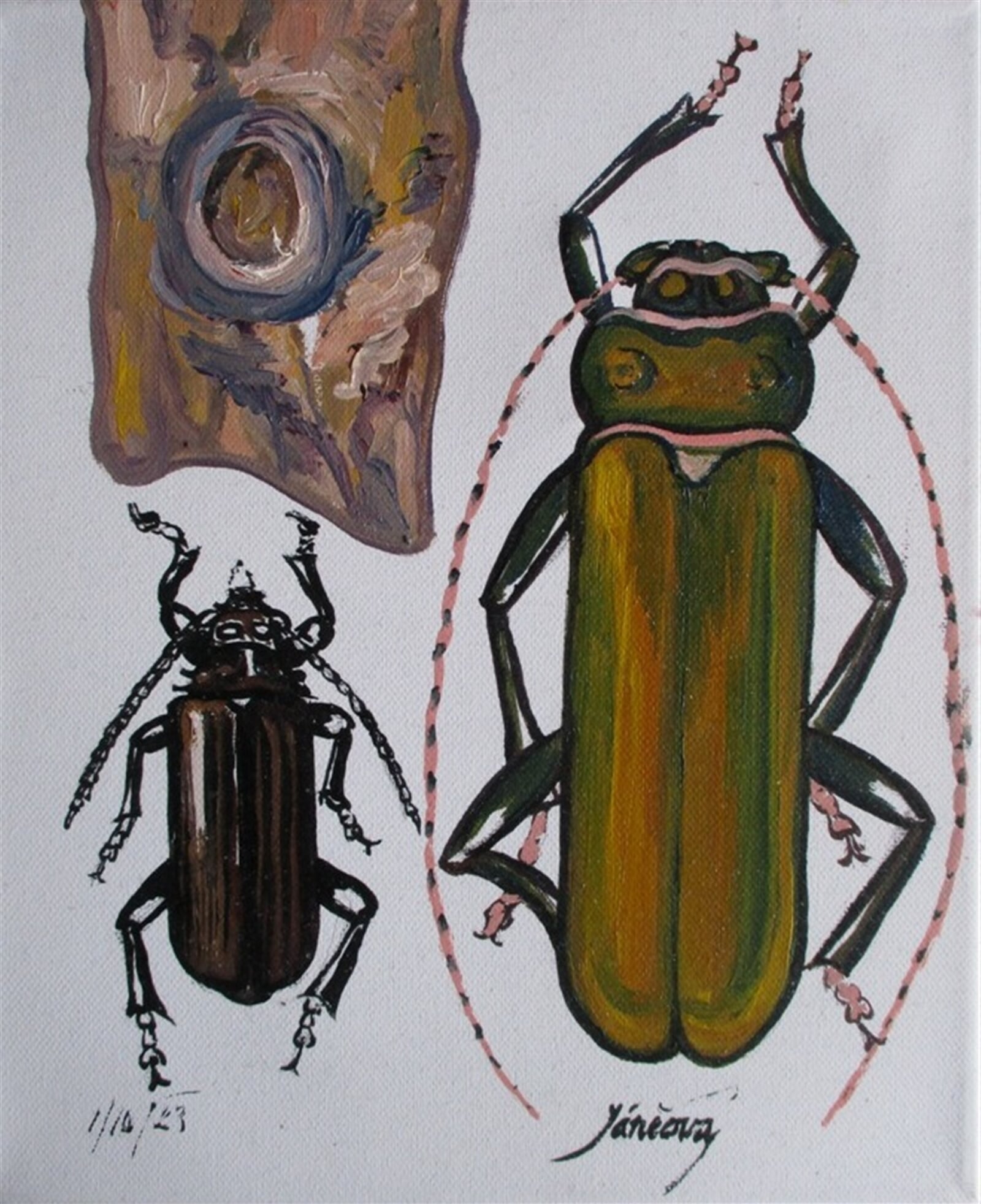 Jaroslava Jáněová: Tesařík piluna, Tesařík zavalitý, škůdci, 30 × 25 cm