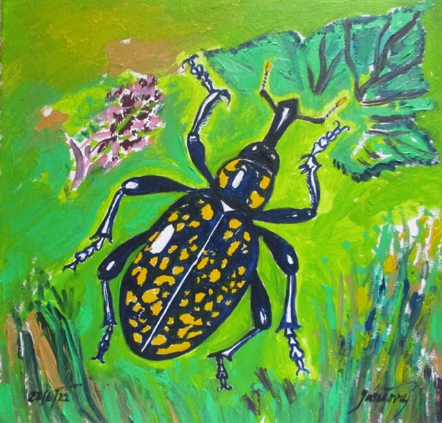 Klikoroh devětsilový, hojný