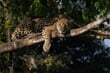 Brazílie - pozorování jaguárů Pantanal