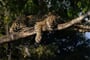 Brazílie - pozorování jaguárů Pantanal
