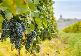 To nejlepší z Arménie + JEZERO SEVAN + TAJEMSTVÍ VÝROBY VÍNA A DEGUSTACE