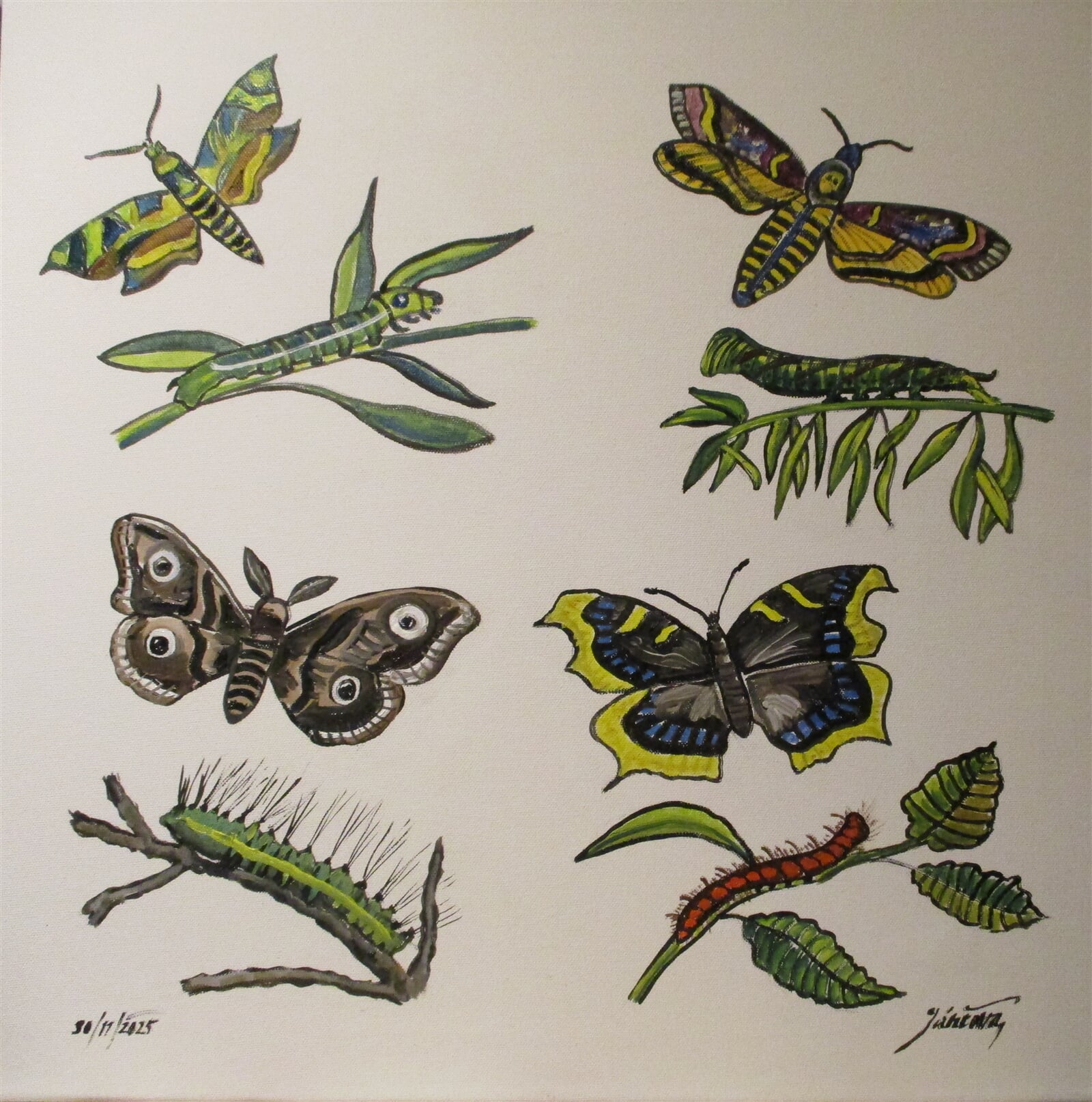 Jaroslava Jáněová: Motýli s housenkami II., 50 × 50 cm