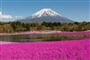 Foto - To nejlepší z Japonska + KVĚTINOVÝ FESTIVAL U HORY FUDŽI