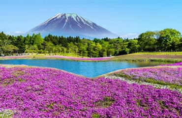 To nejlepší z Japonska + KVĚTINOVÝ FESTIVAL U HORY FUDŽI