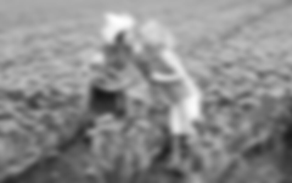 Keukenhof na otočku