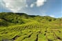 Cameron Highlands - čajové plantáže