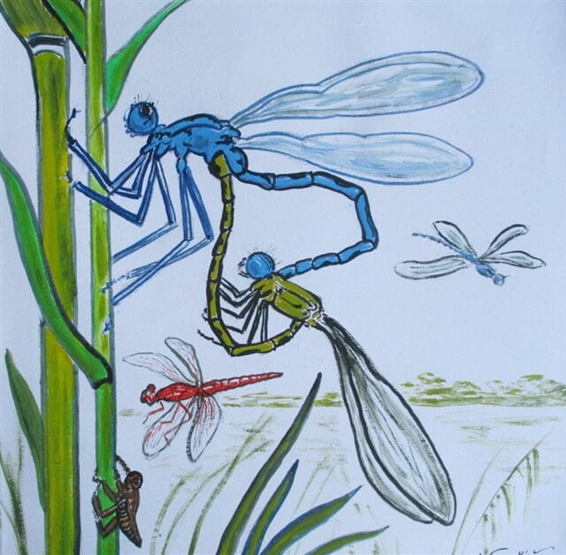 Pár šídel kroužkovaných