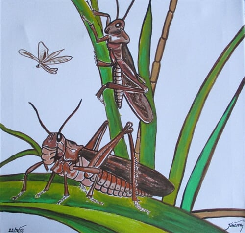 Saranče stěhovavá